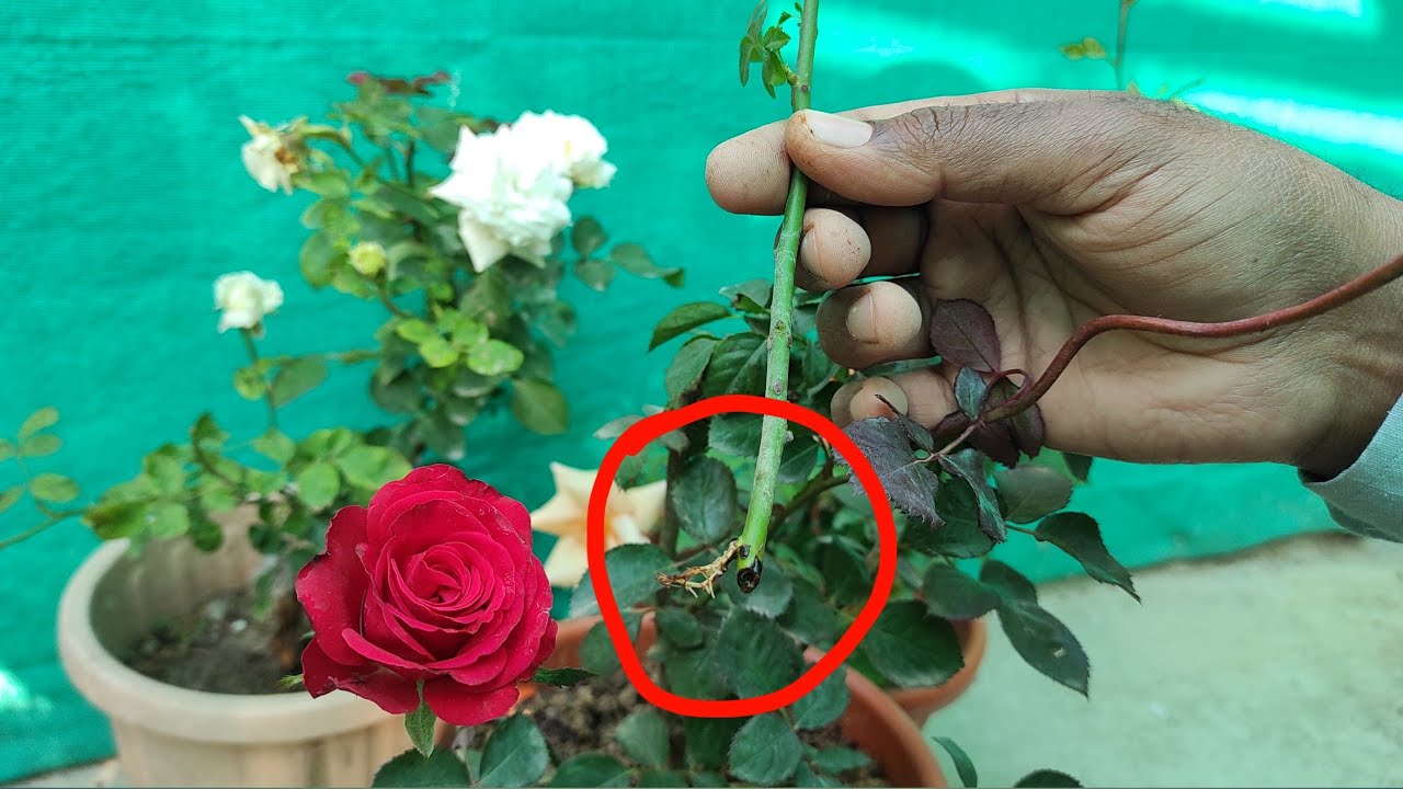 क्या इंग्लिश गुलाब को cutting और layering से लगा सकते है ? how propagate english rose plant