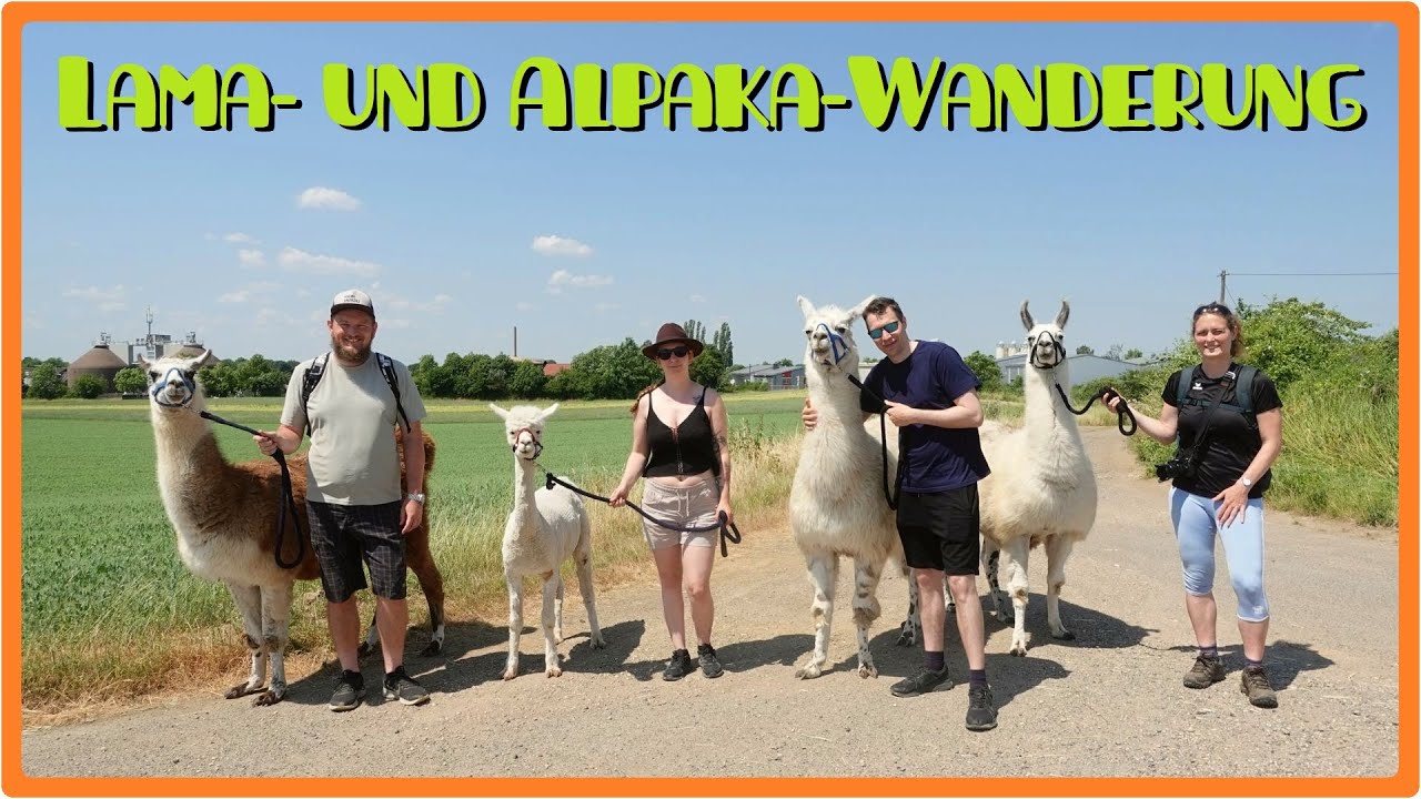 Lama- und Alpaka-Wanderung feat. Adventure Exploring 🦙 [2,7K]