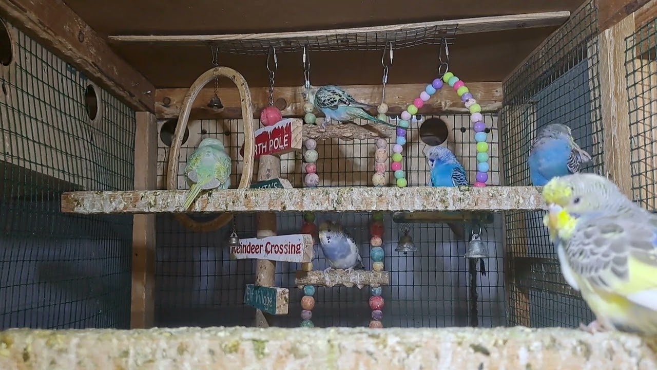 “Smartest Budgie Ever! You Have to See This 😲”