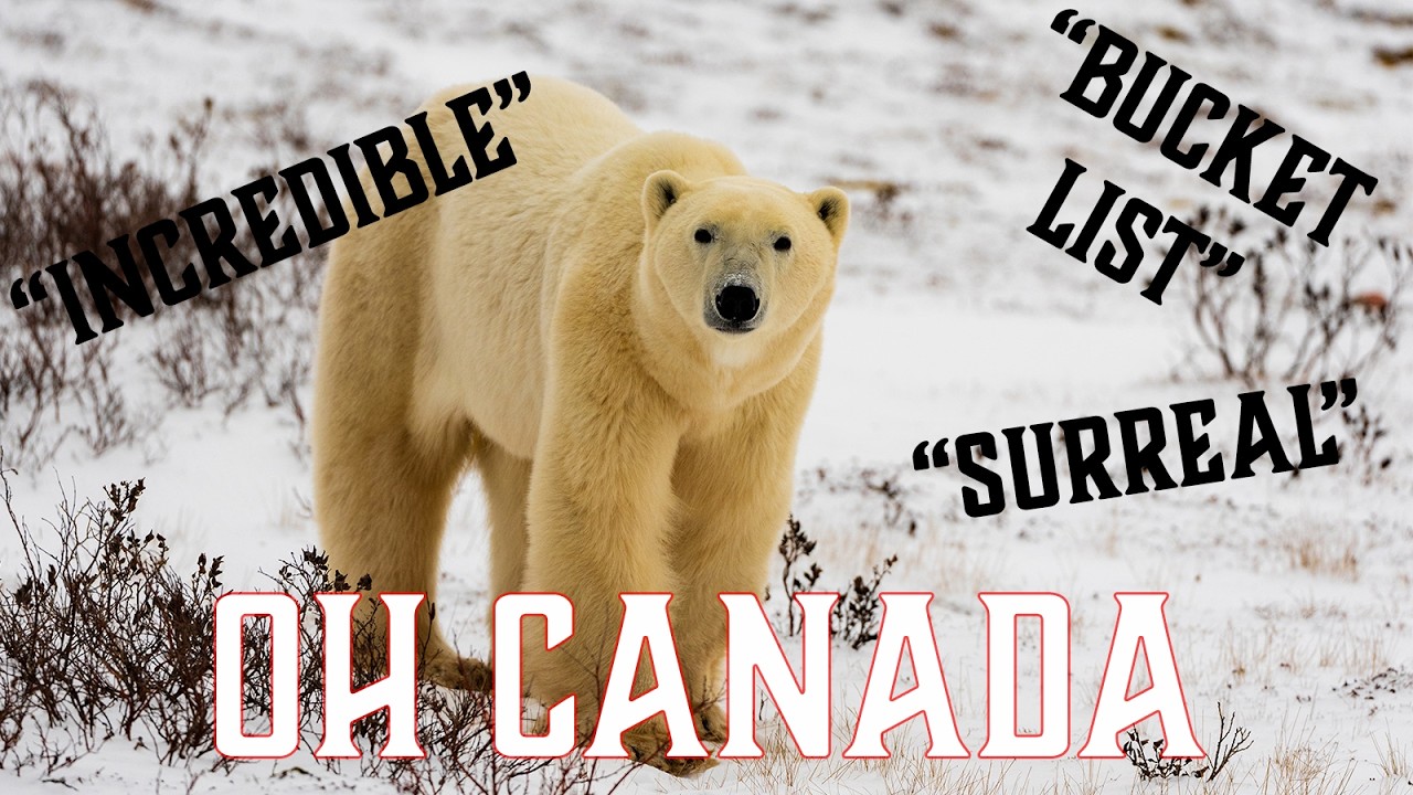 An Unbelievable Day with Polar Pears in Churchill, Canada!