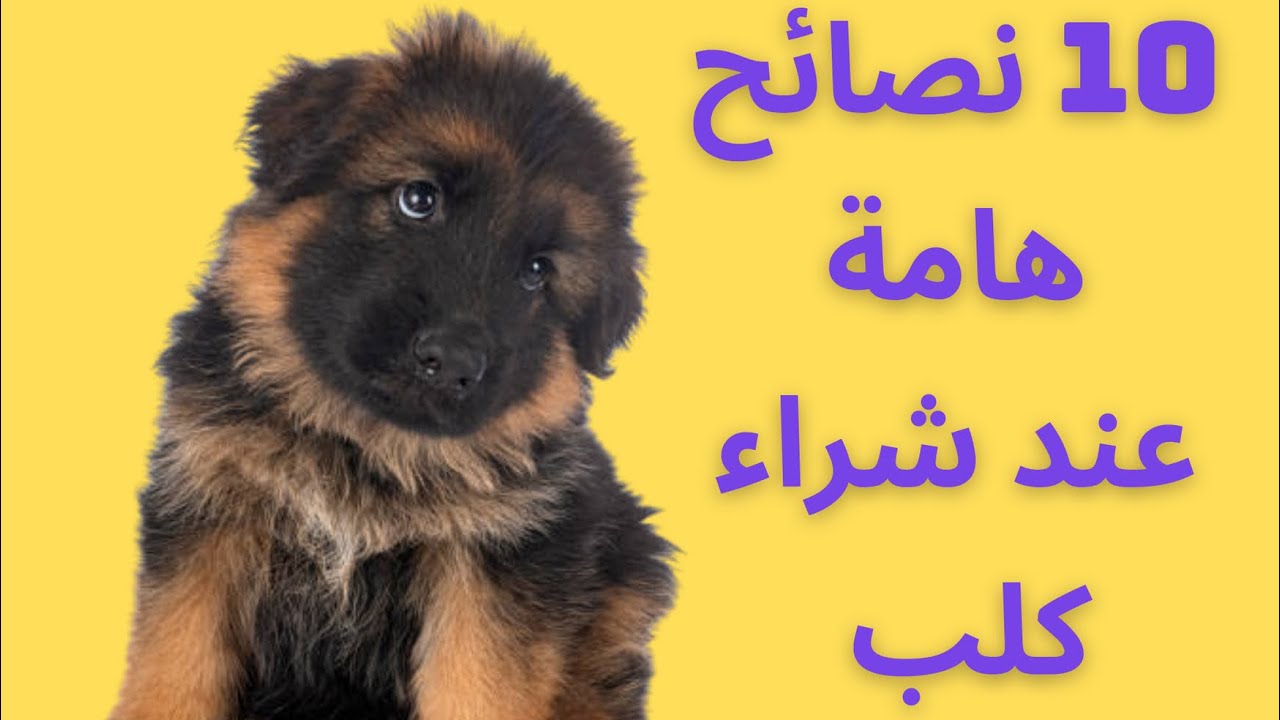 ١٠ نصائح عند شراء كلب