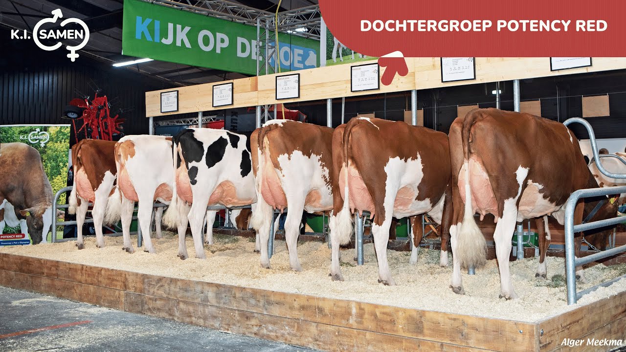 Dochtergroep Drouner Potency Red – RMV Hardenberg 2025 | K.I. Samen