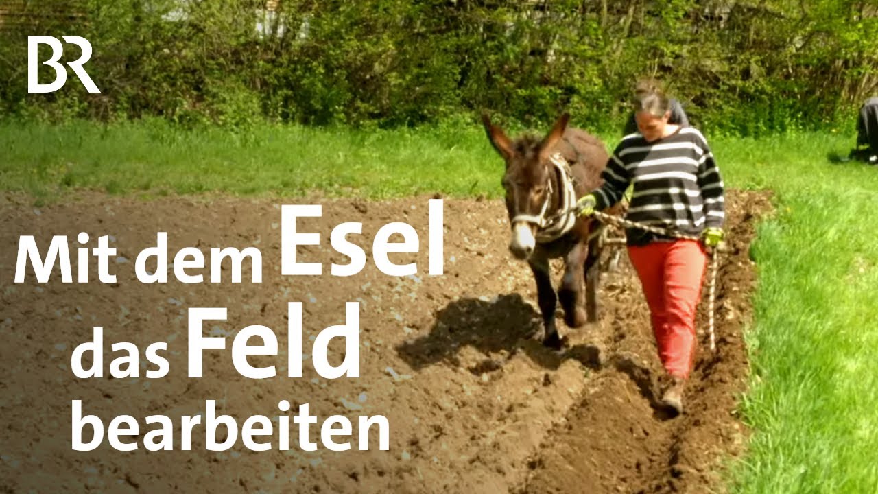Erde, fruchtbares Gut: Den Acker mit Esel sorgfältig bearbeiten | Unter unserem Himmel | BR