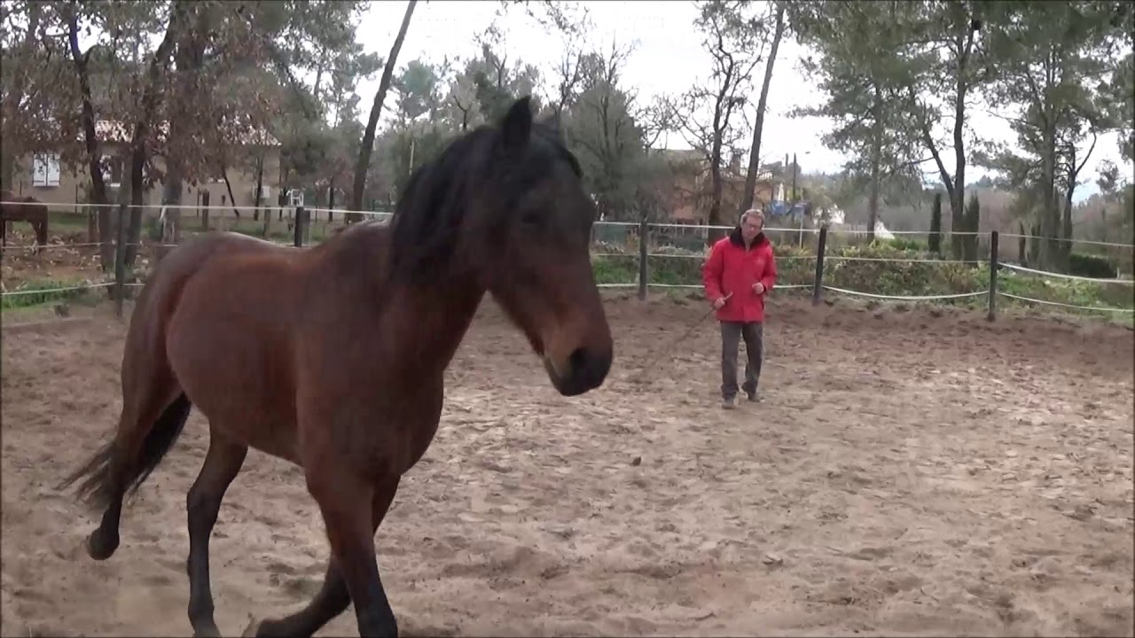 Cheval agressif tinet le coaching (2/9)