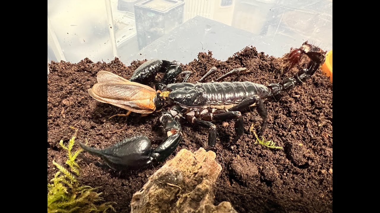 Giant Asian Forest Scorpion , Heterometrus spinifer  rehouse and care