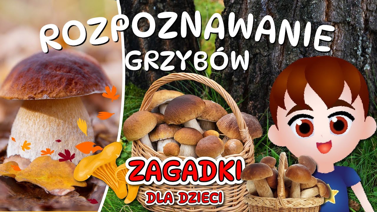 🍄 Rozpoznawanie grzybów 🍄TEST GRZYBIARZA cz. 1-3 🍄 Grzybobranie dla dzieci -