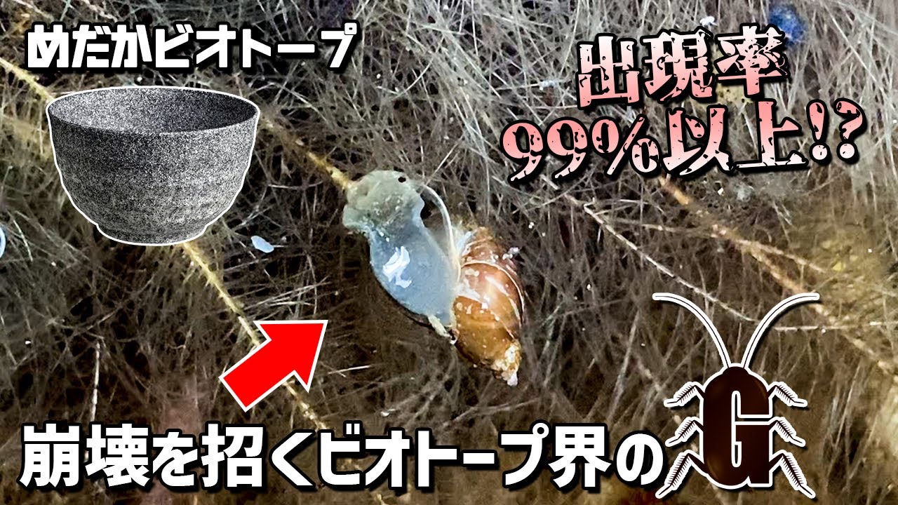 メダカのビオトープに超高確率で入り込んで無限増殖を繰り返し手に負えなくなるヤバイ奴（スネール）の正体と注意点・対策など【初心者必見】