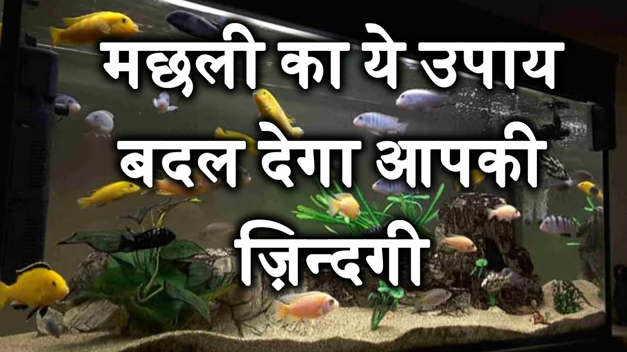 मछली का ये उपाय बदल देगा आपकी ज़िन्दगी  || Sanskriti TV