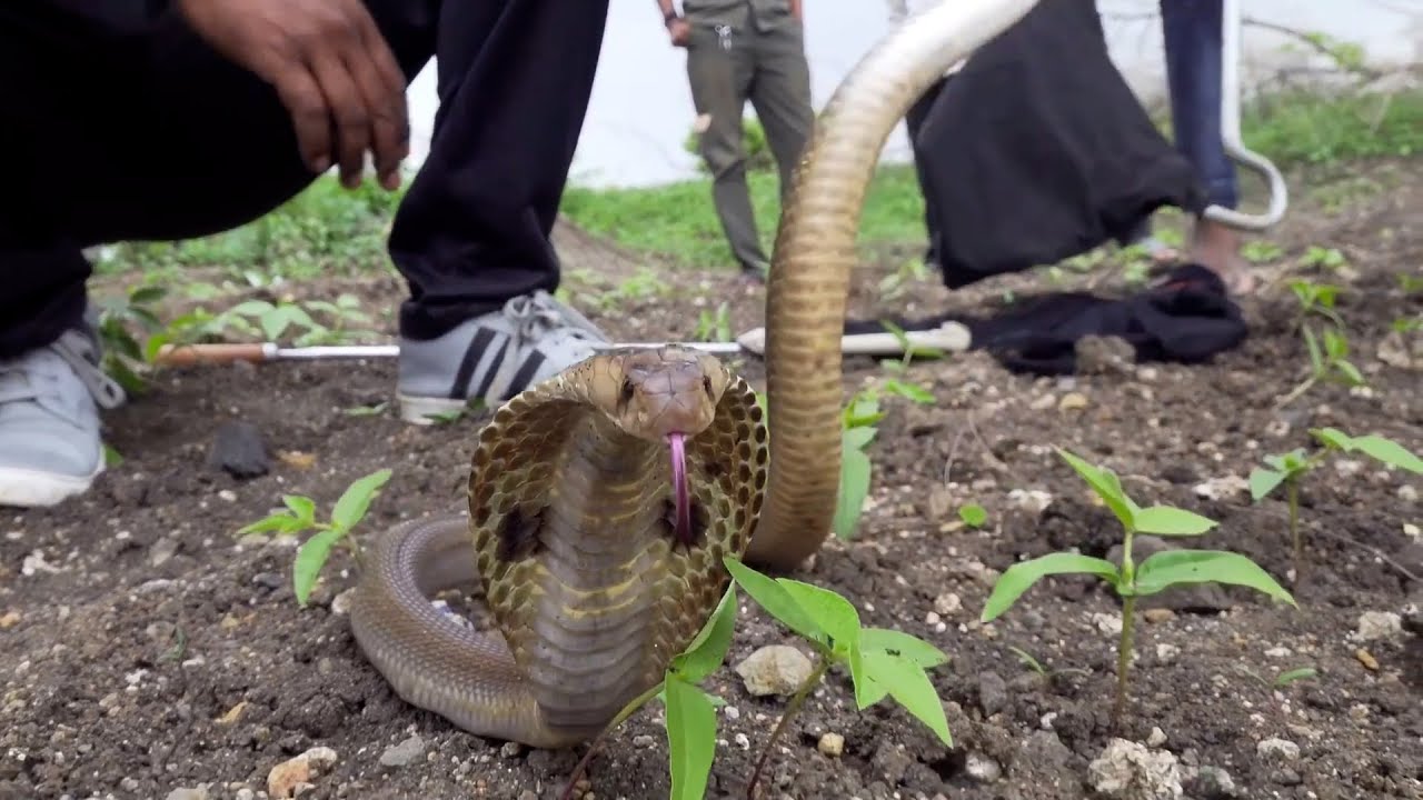 Cobra atrapada bien recibe ayuda - y una invitación para volver a casa | El Dodo