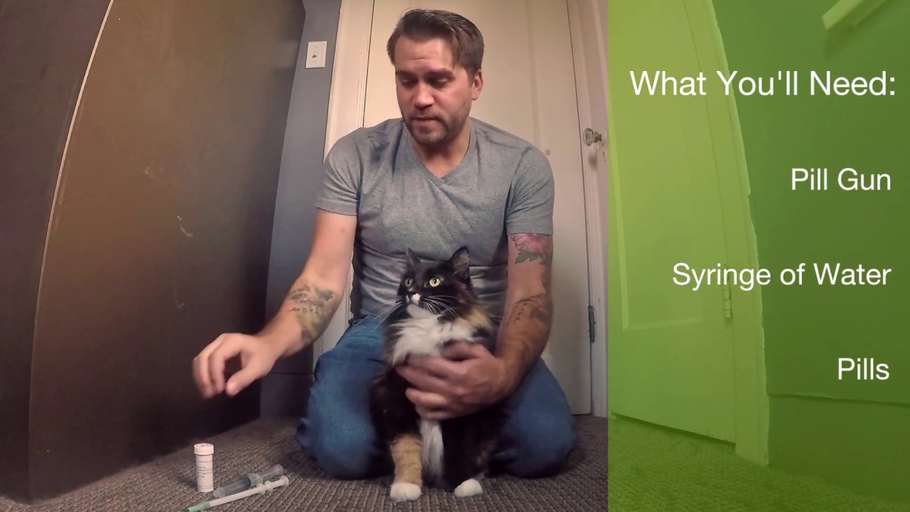 How to Pill a Cat and Live to Tell About It