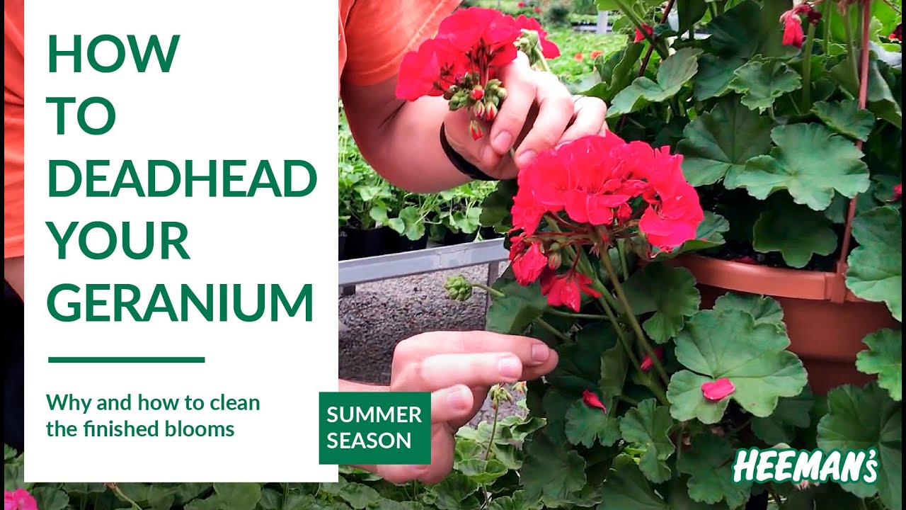How to Deadhead a Geranium