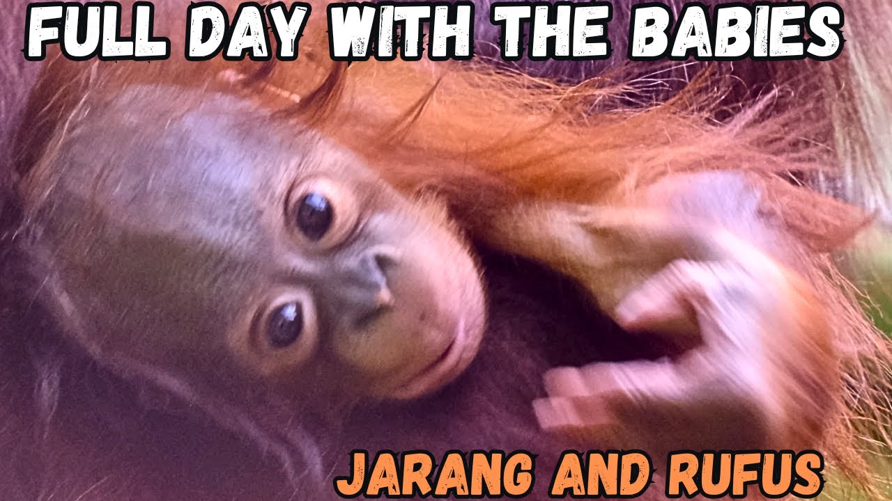 Spending A Day With Adorable Baby Orangutans