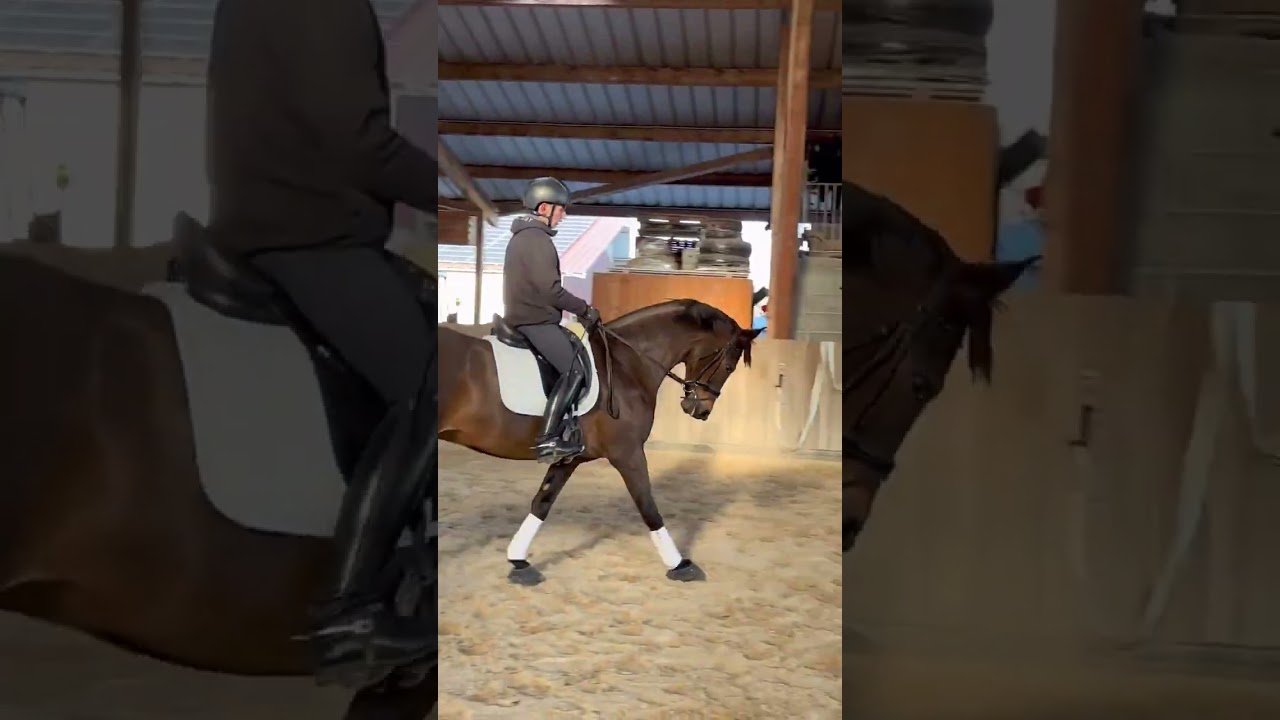 IDÉAL D’AZIF - Hongre SF de 8 ans