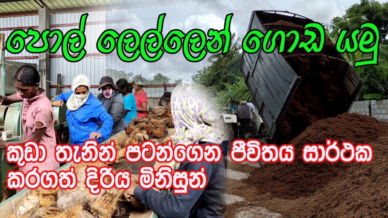 පොල් ලෙලි බිස්නස් එක හරියට කරමු  | Coconut Husk Chips | polleli karmanthaya