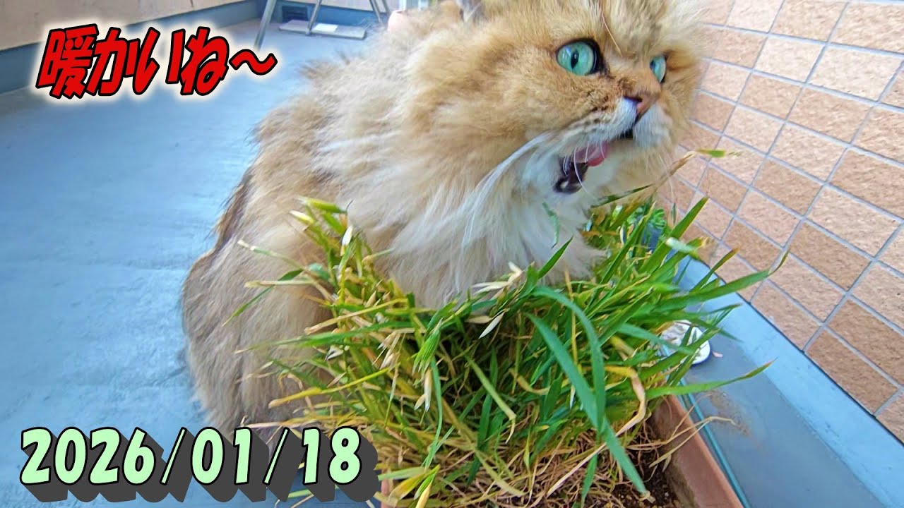 暖かい日曜日の午後バルコニーで楽しく過ごすひとみ　Persian cat Hitomi's relaxing days　2026/01/18