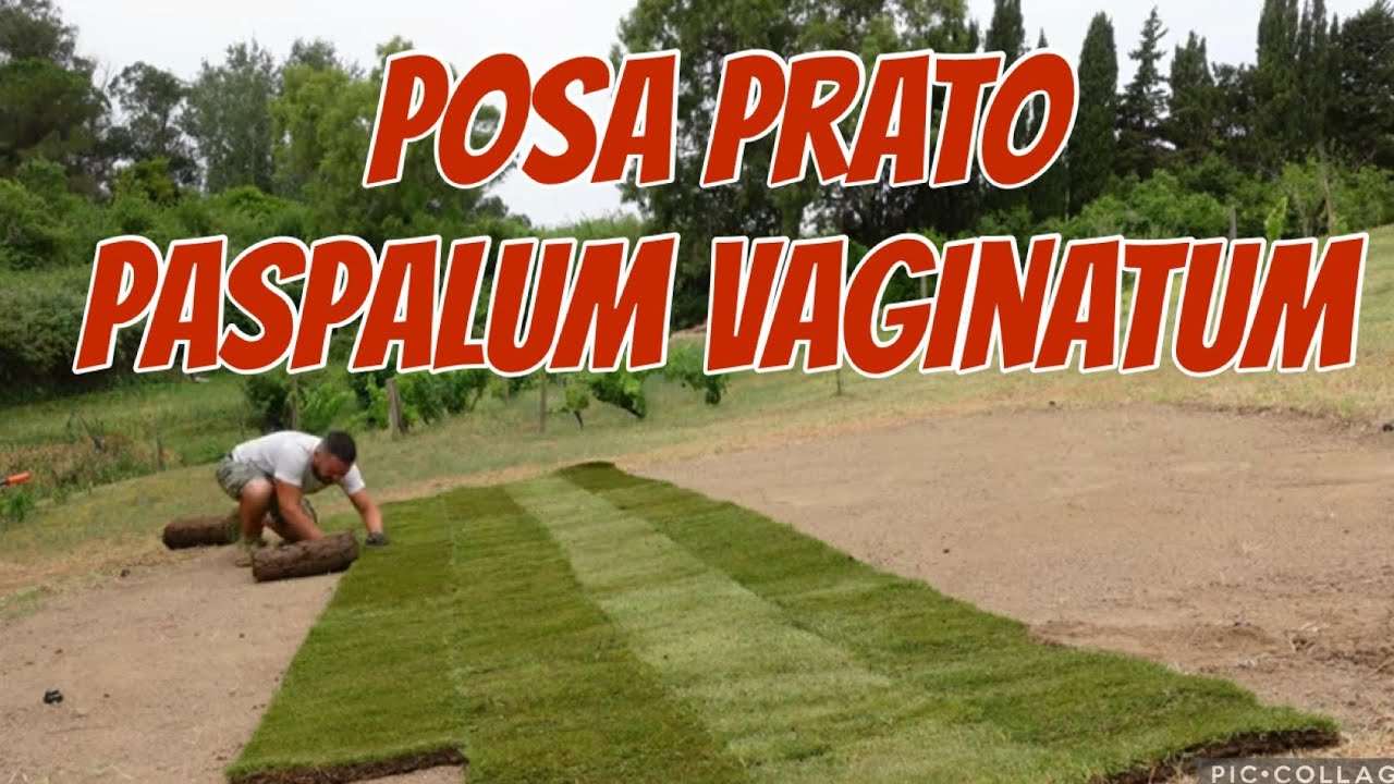 Posa prato pronto di paspalum vaginatum nuovo green da golf - macroterma( parte 3)