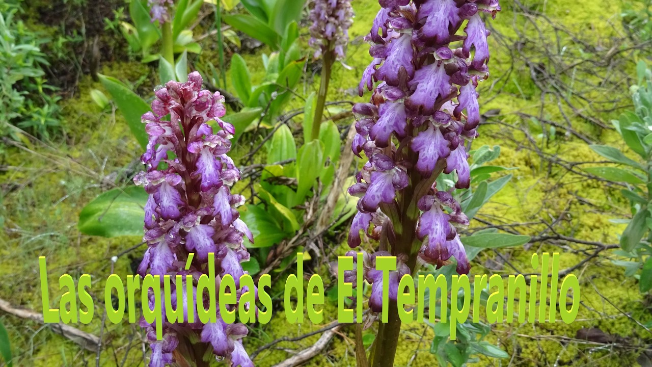 Las orquídeas de El Tempranillo