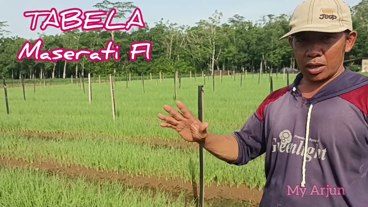TABELA 1 Bawang Merah Maserati F1