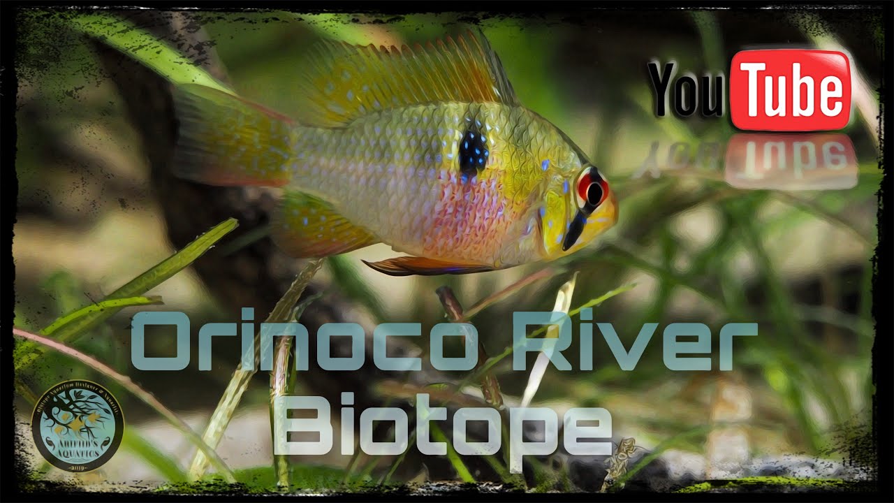 Freshwater Biotope Aquarium/Orinoco River