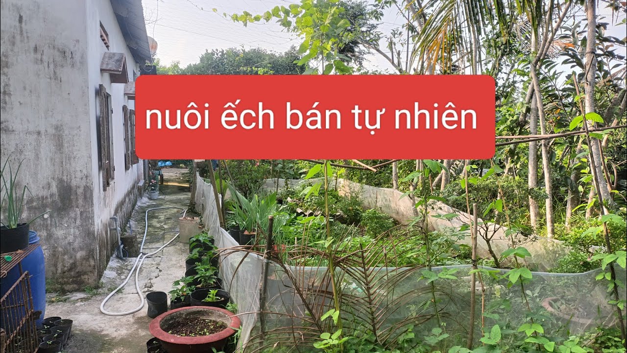 Mô hình nuôi ếch bán tự nhiên để ăn 