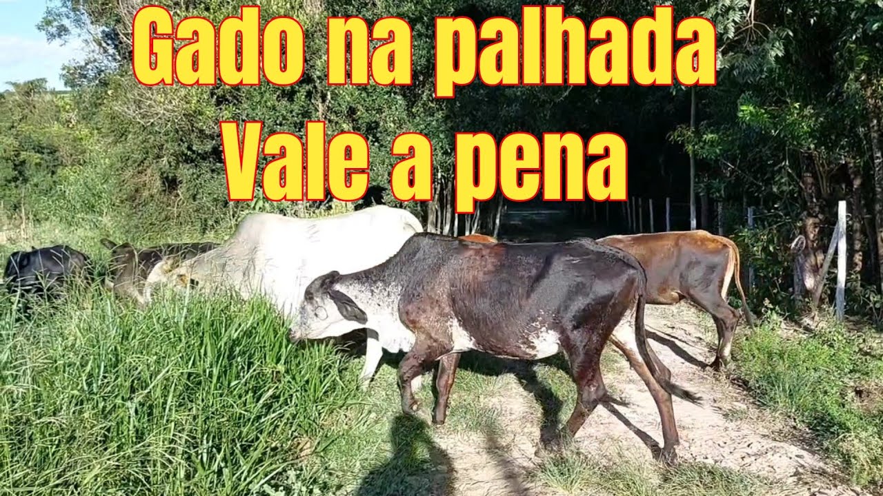 meu gado na palhada #boiada #agro