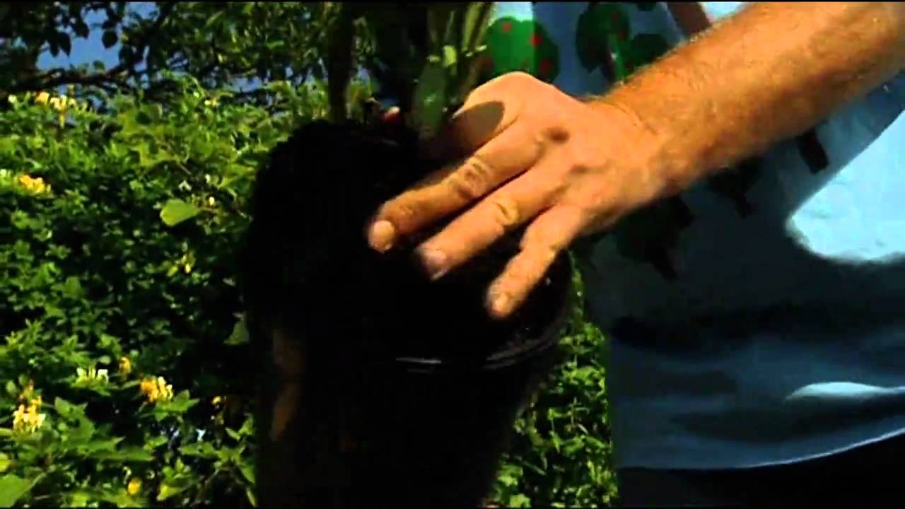Bloeiende Planten in Sierpotten zetten