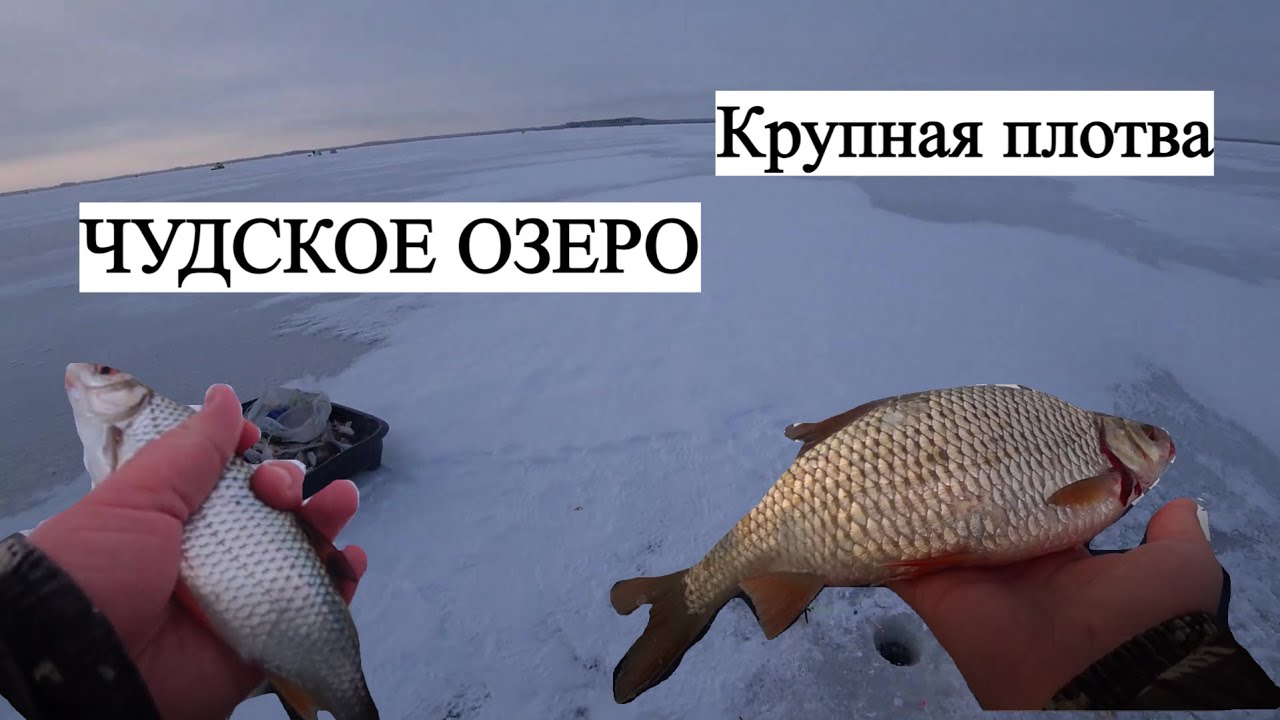 Рыбалка на Чудском озере!(Ряпина)Отличный клёв Крупной плотвы на мормышку!