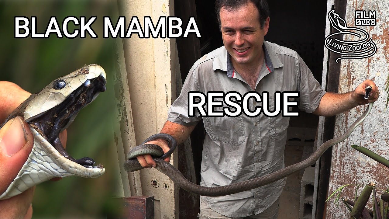 Deadly venomous Black mamba in the house, snake rescue in South Africa, 2 meters long mamba