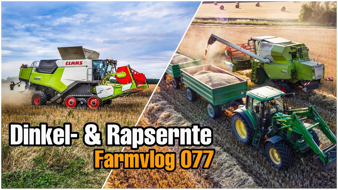 Endlich Dinkel🌾 | Rapsernte mit Claas Trion 730 - Farmvlog 077
