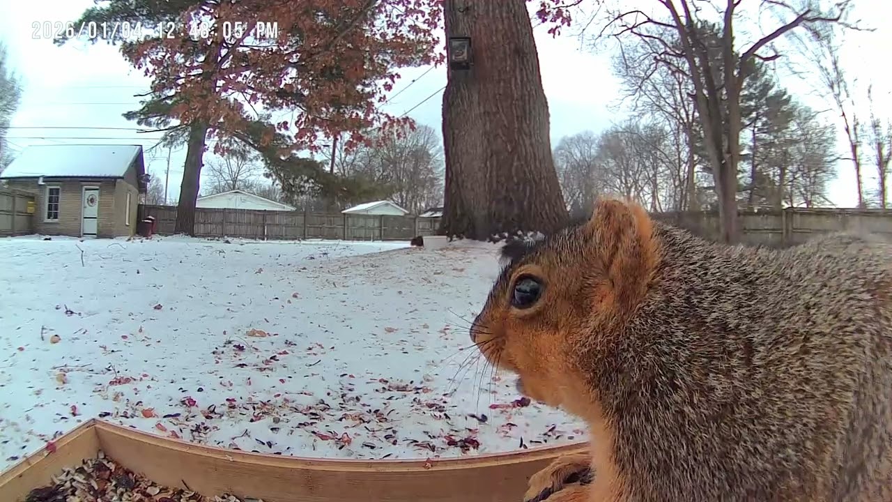 Fox Squirrel 