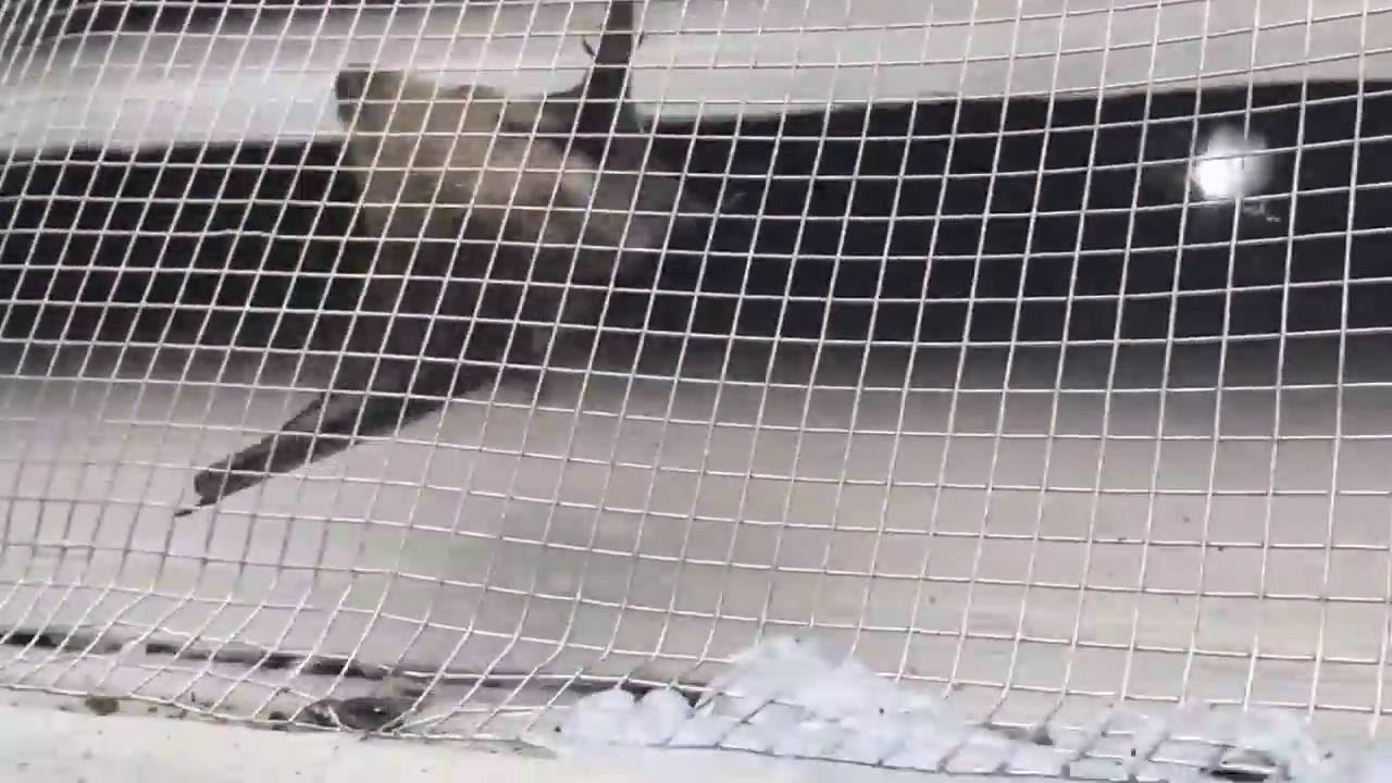 Humane Bat Removal by Affordable Pests Solutions!