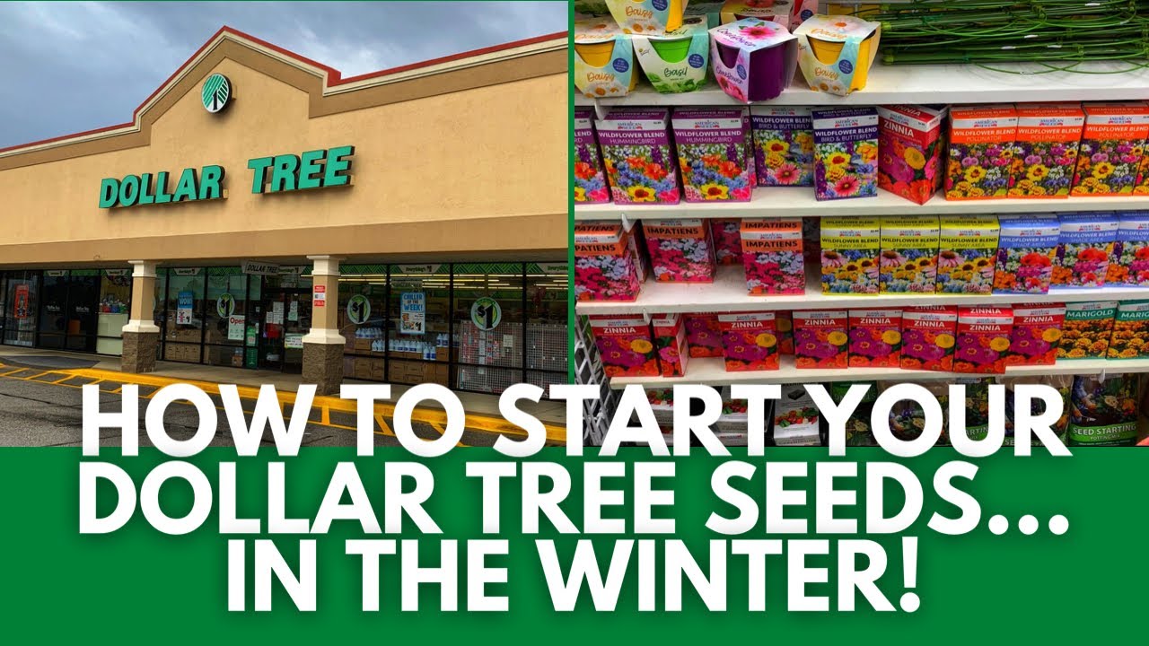 Unlock Winter Gardening: Plant Dollar Tree Seeds!