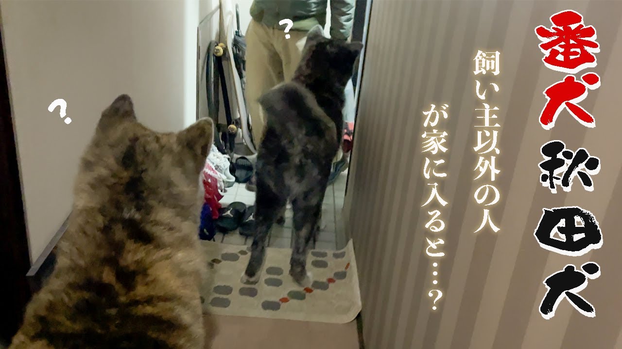 友人を連れて帰った時の番犬秋田犬の反応は…【秋田犬】【大型犬】【akita dog】