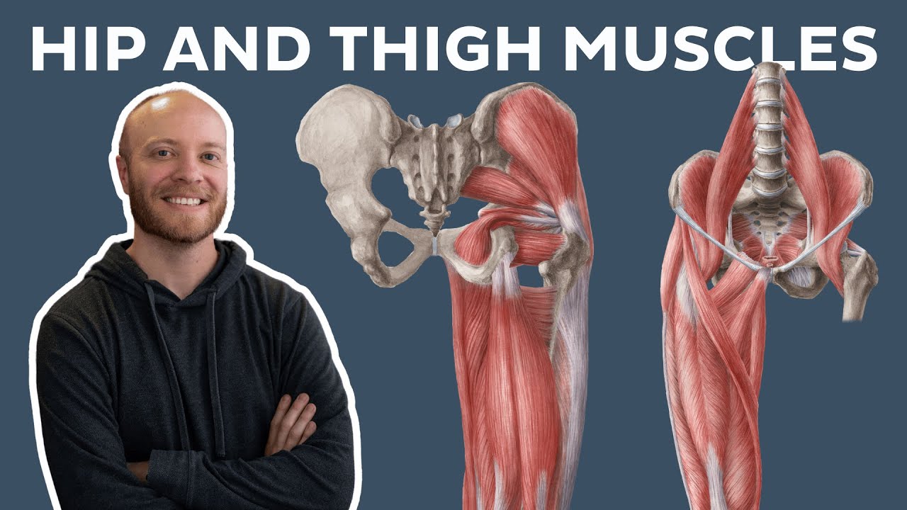 Muscles of the hip and thigh: Anatomy and functions