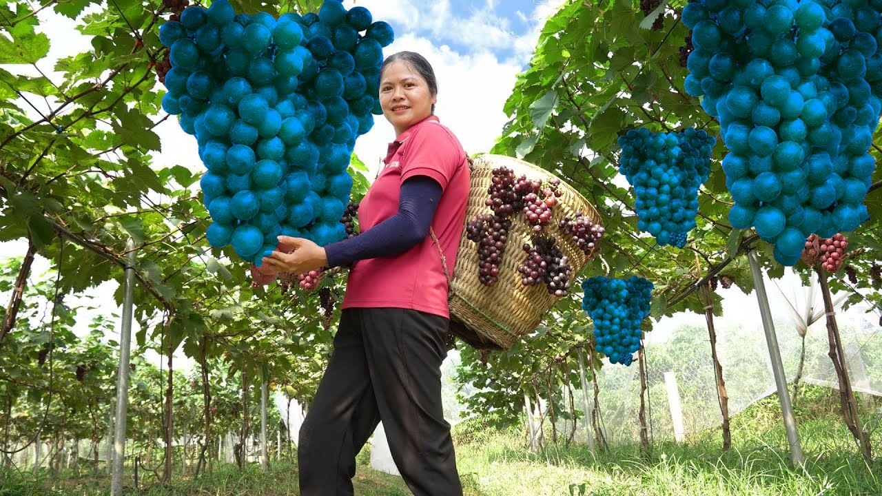 Unbelievable! Harvesting 2000 Tons of Ruby Grapes Worth Millions | Farming Success Story