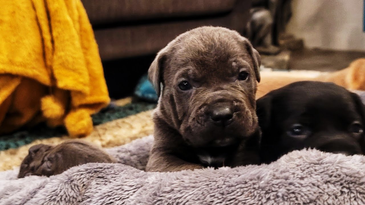 Natural Protection Instinct in 3 week old Cane Corso Puppies.  🤯