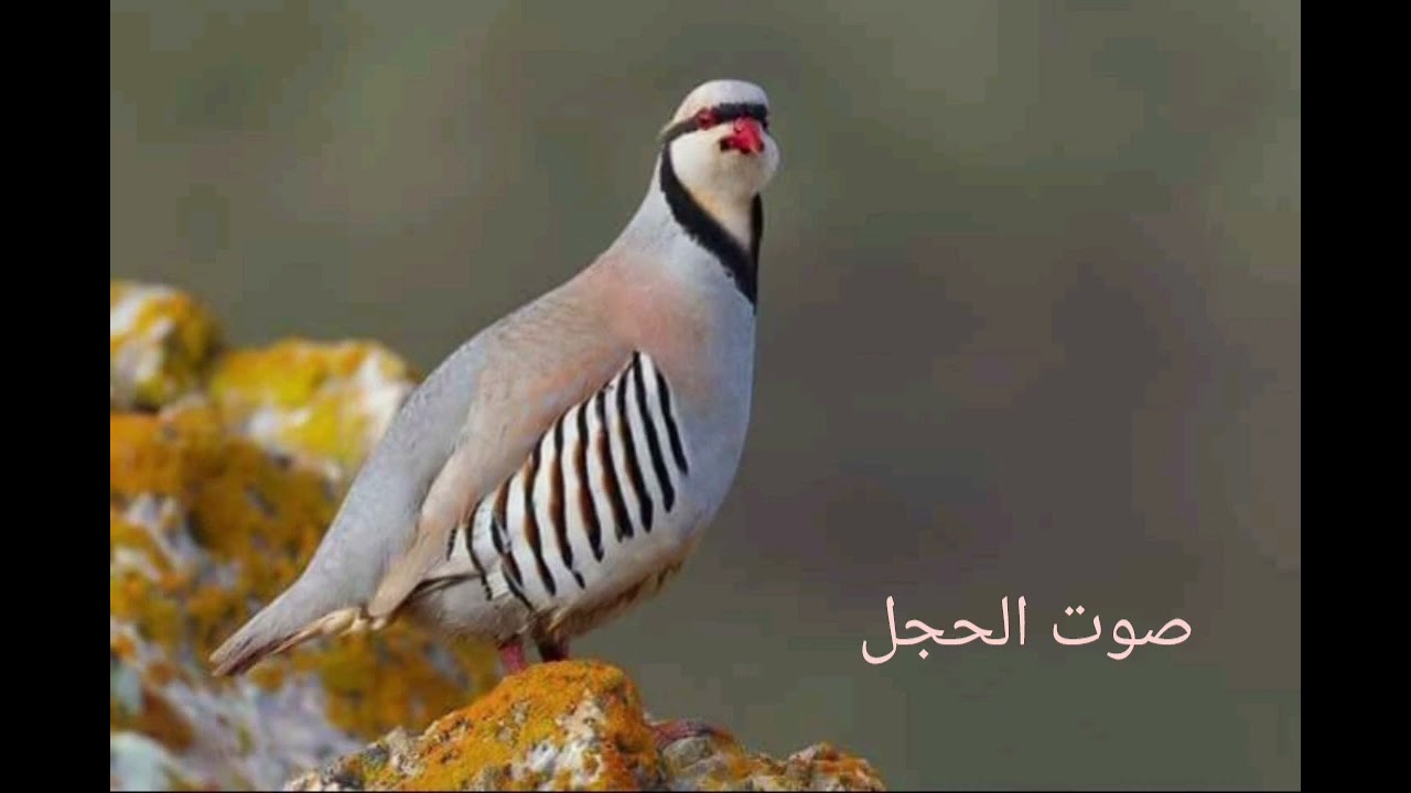 Овози_модкабк_барои_шикор_صدای_کبک_ماده_برای_شکار،_صوت_الحجل_الأنثى_dişi_keklik_sesi(144p)