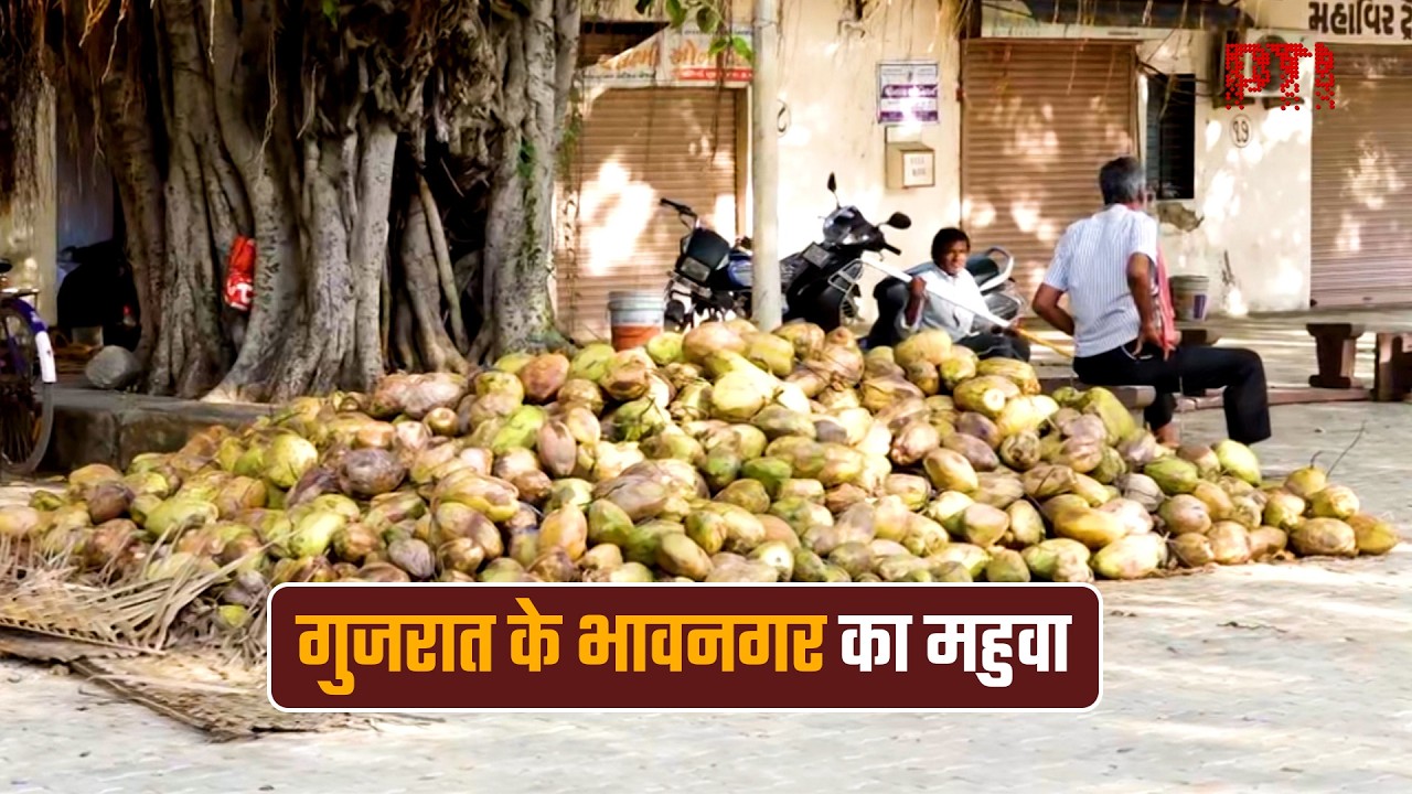 गुजरात के भावनगर का महुवा, नारियल खेती से बना किसानों की तरक्की का मॉडल