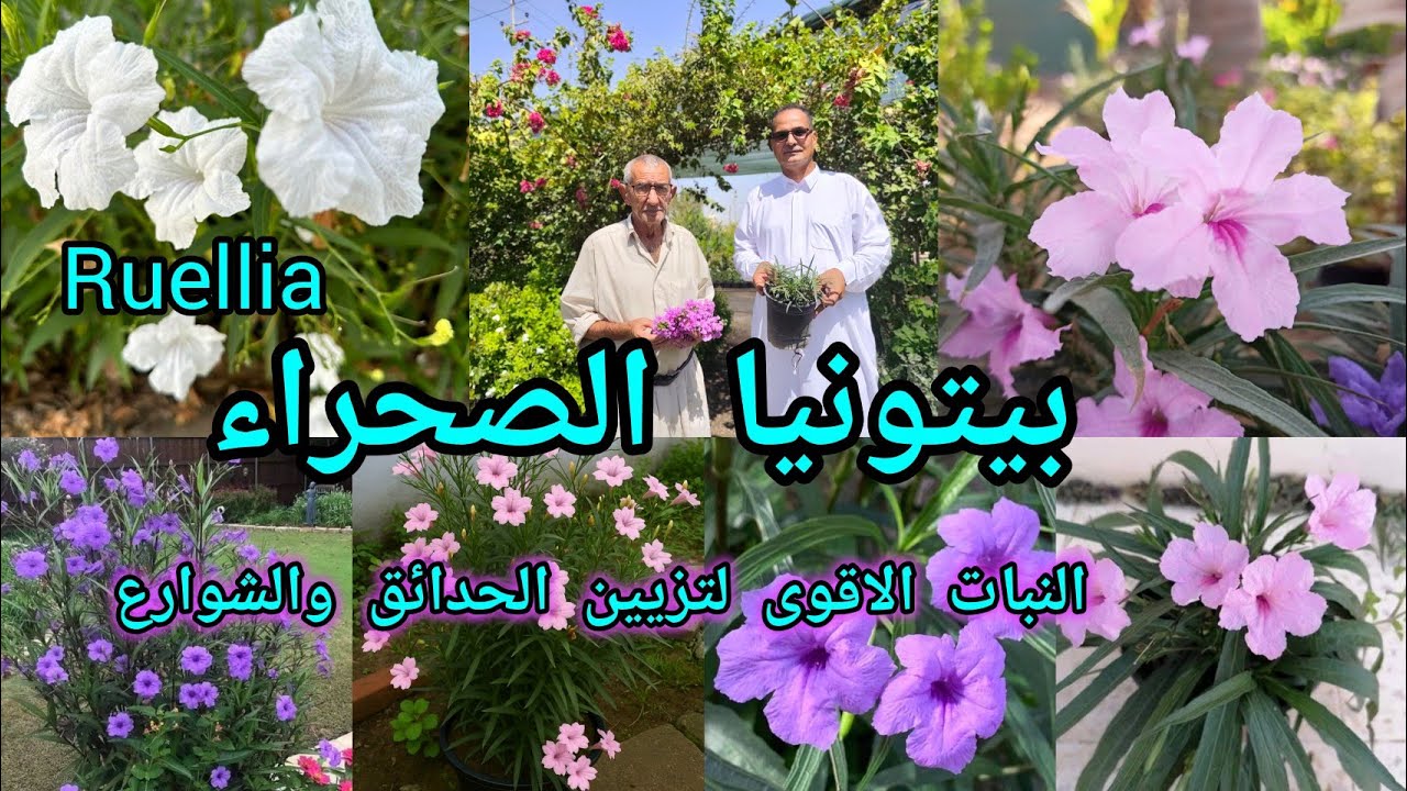 بتونيا الصحراء  Ruellia  البيتونيا المكسيكية نبات الرويليا تعرفوا على أسرار الزراعة والنوع الغازي 