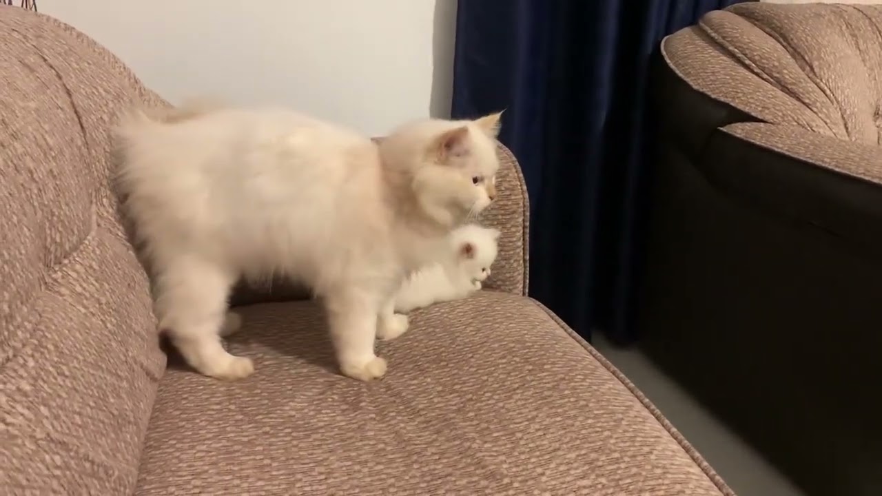 Persian Cat for sale  Sri Lanka 😻  - sri lanka persian cat - call 0716635872