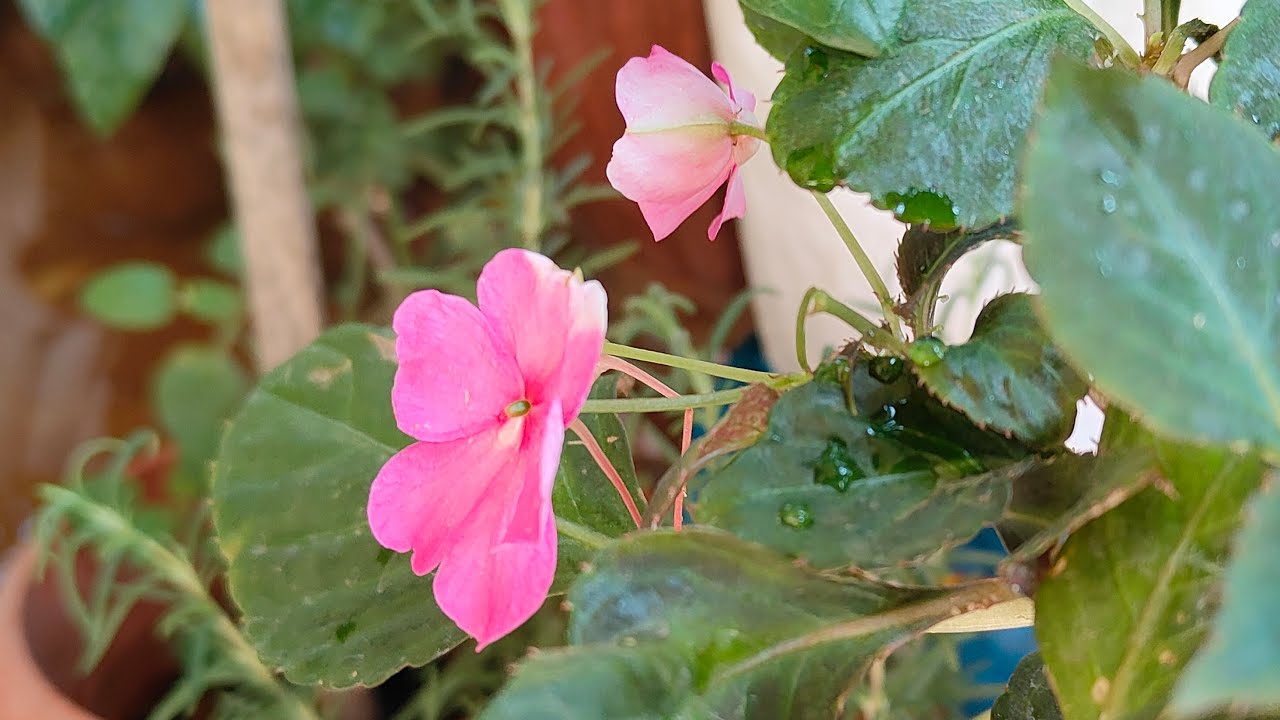 Refreshing Blooms Live by Flowers by Satya