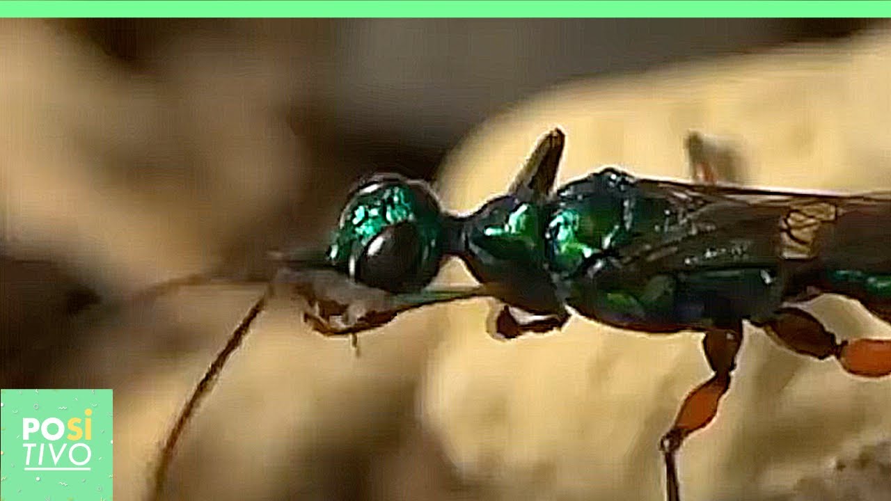 A bela vespa que transforma suas v&iacute;timas em zumbis