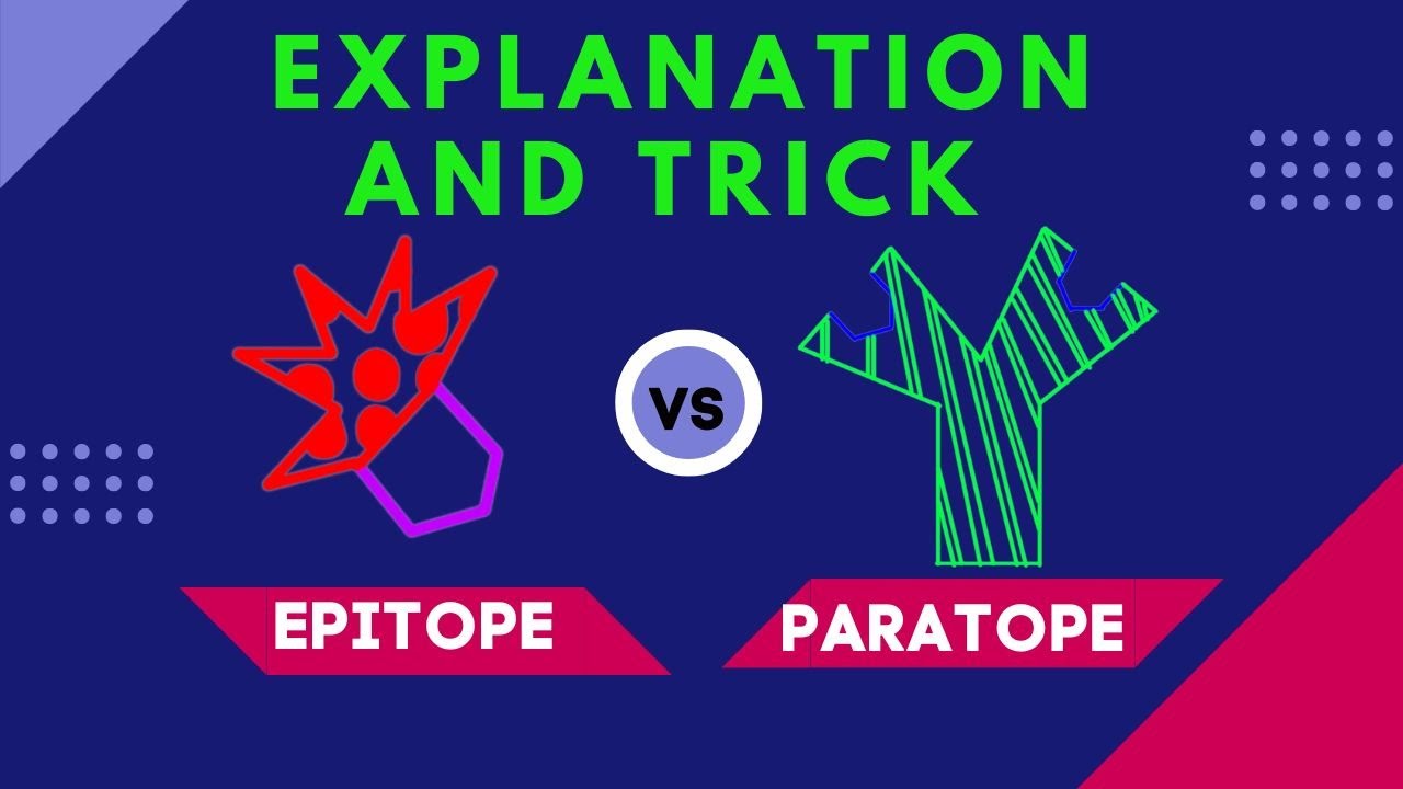 Epitope vs paratope: Paratope (Antibody) Epitope (Antigen) Difference and TRICK