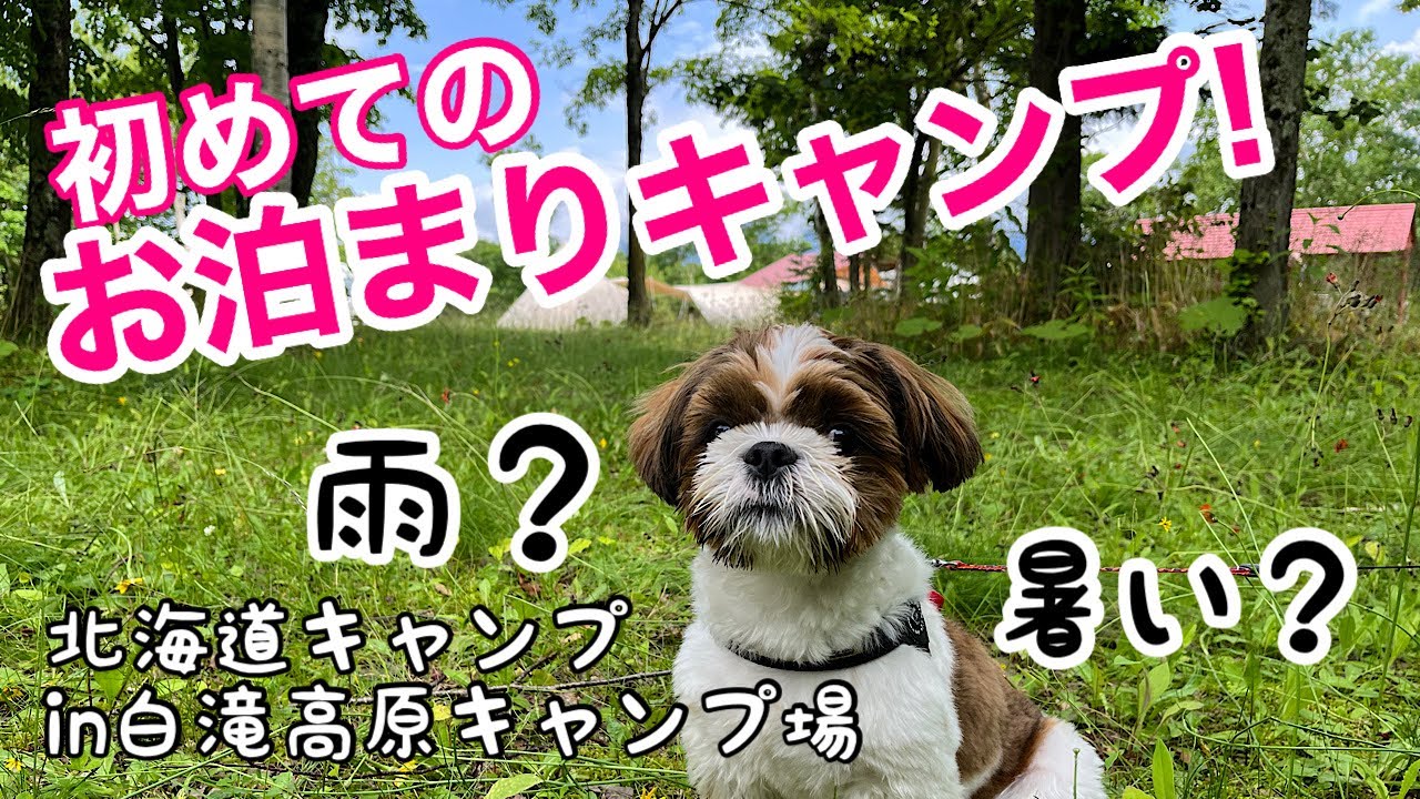 【シーズー犬】初めてのお泊まりキャンプ