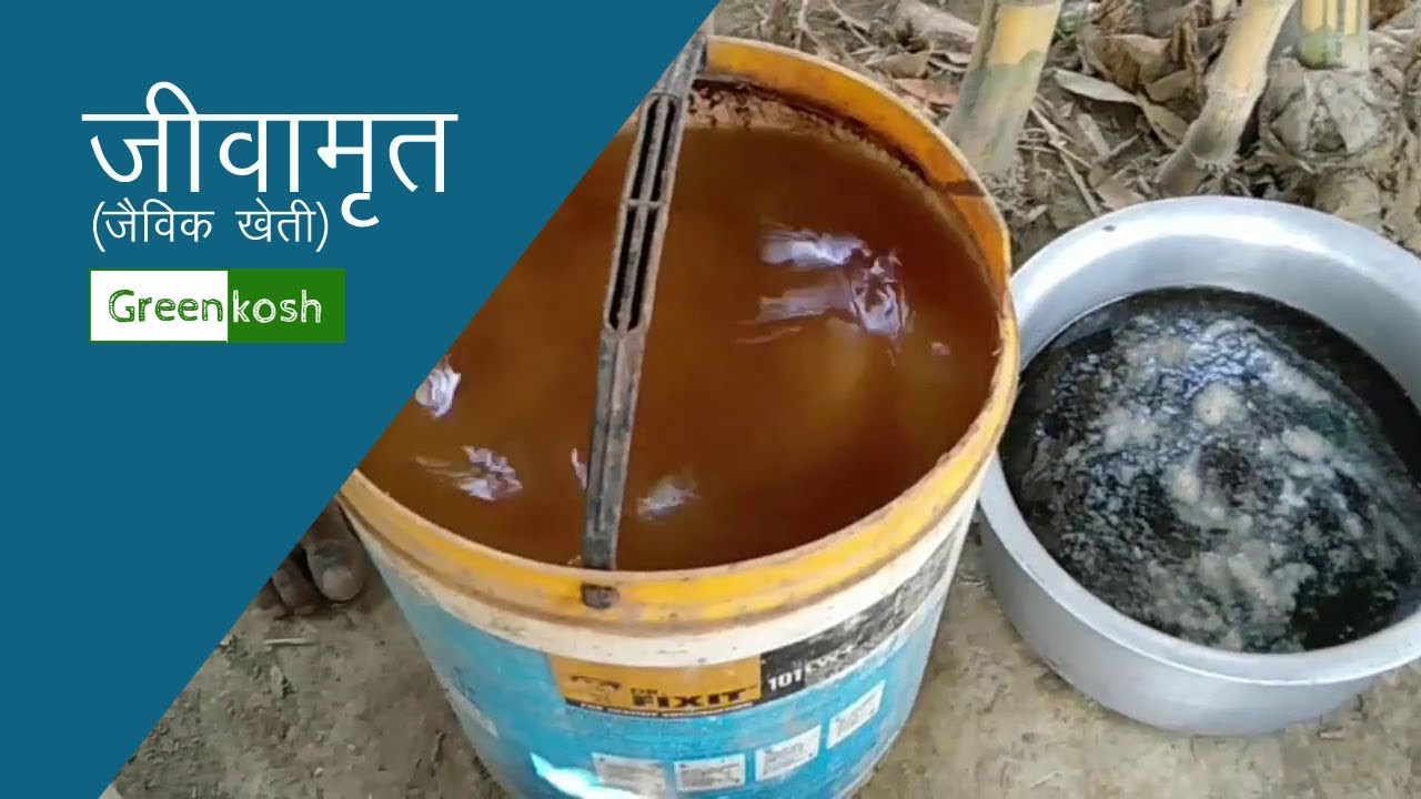 जीवामृत बनाने के सबसे आसान तरीका - How to make Jeev Amrit (Jeevamrit) for Organic Farming
