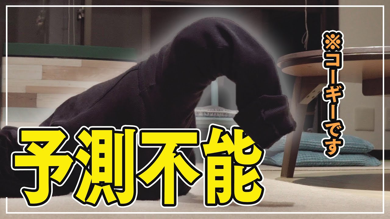 【閲覧注意】飼い主の服で遊んでたら想像と違ったコーギーの悲しい結末を見るとじわるｗｗｗｗｗ〖funny corgi〗