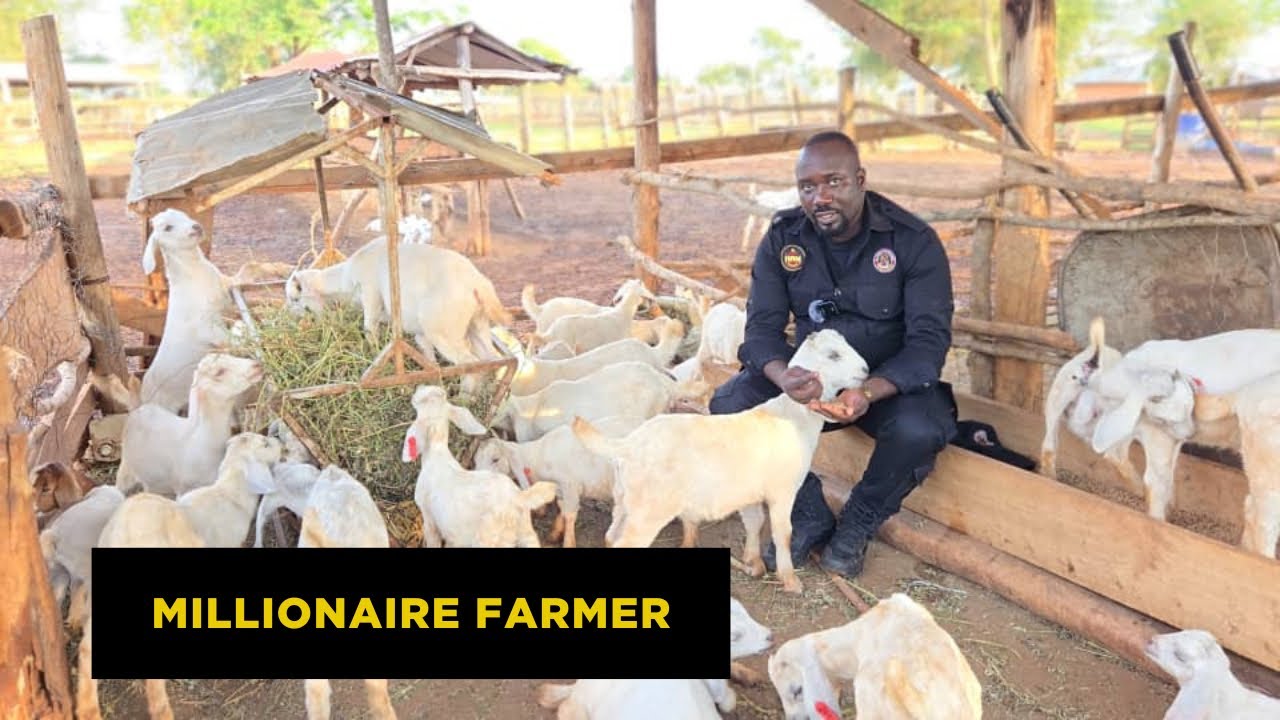 How Much Money Can Goat Farming Earn You After 6 Months || Farmers Shares Some Tips For Beginners
