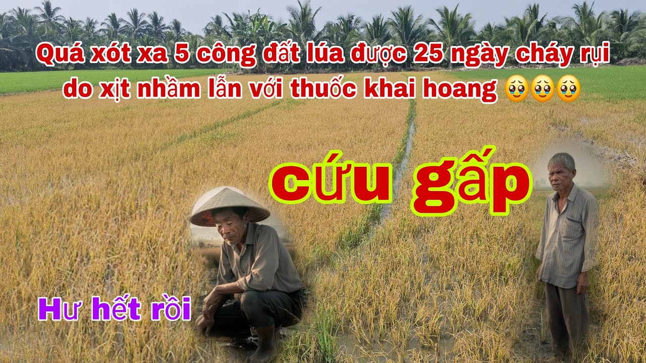 Quá xót thương cho chủ ruộng 5 công lúa Đài thơm được 25 ngày chết rụi do lộn thuốc 