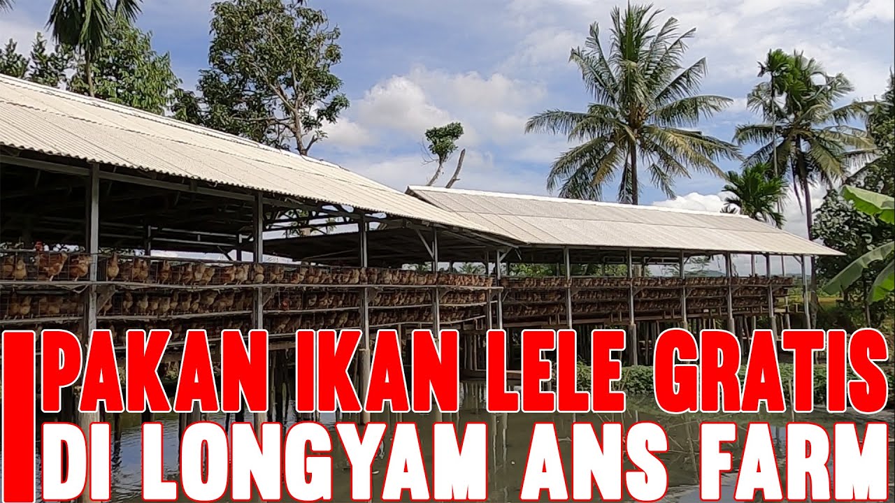 PAKAN IKAN LELE GRATIS!!!!! LONGYAM ANS FARM DI TASIKMALAYA