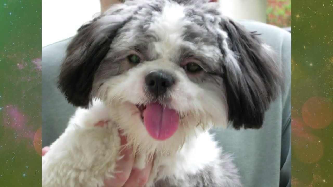 (Shih Tzu Zone) Tashi Tribute - Old Footage